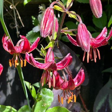 Lilium martagon