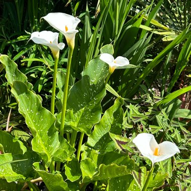 Zantedeschia aethiopica 'Hercules'