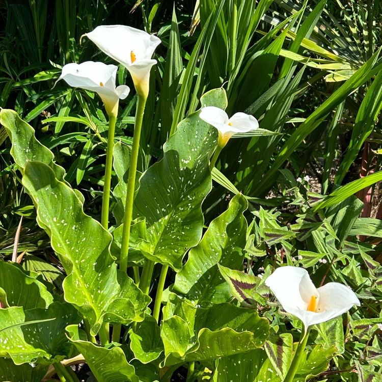 Plant image Zantedeschia aethiopica 'Hercules'