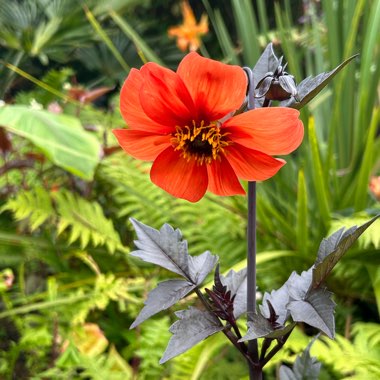 Dahlia 'Bishop of Oxford'