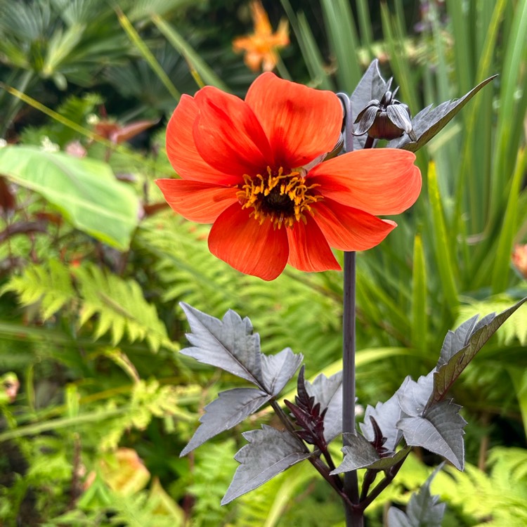 Plant image Dahlia 'Bishop of Oxford'