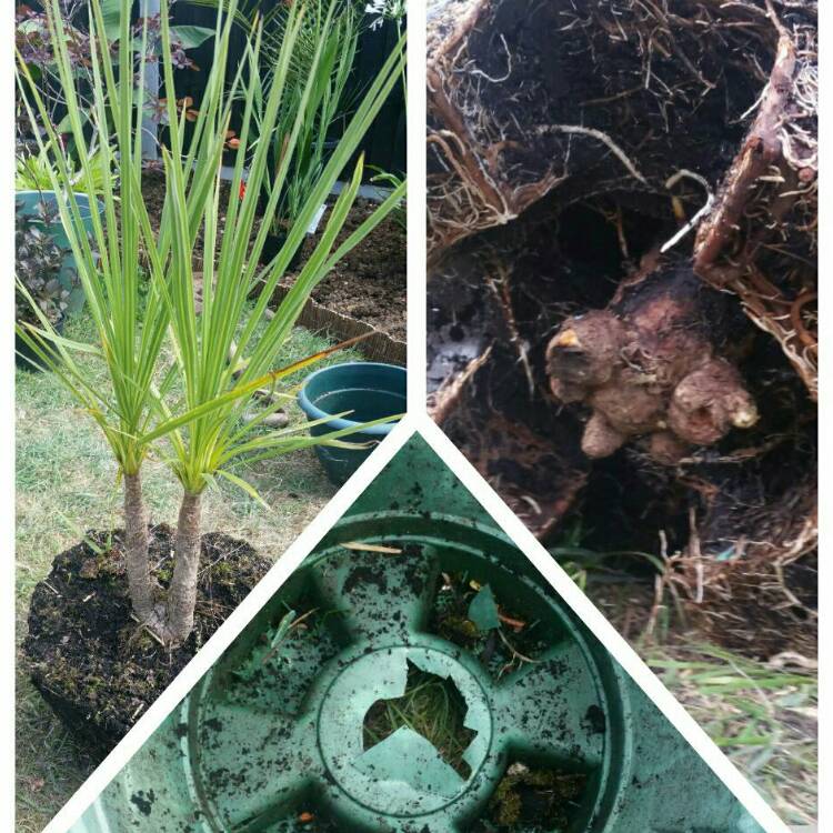 Plant image Cordyline australis