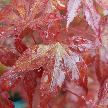 Acer palmatum