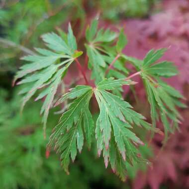 Acer palmatum