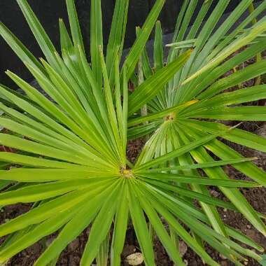 Trachycarpus fortunei syn. Chamaerops fortunei, Chamaerops excelsa