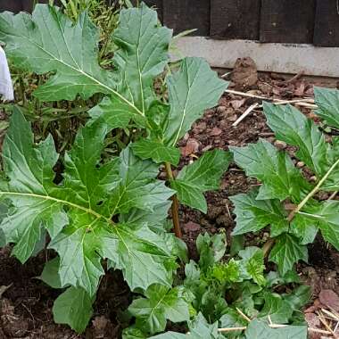 Acanthus mollis