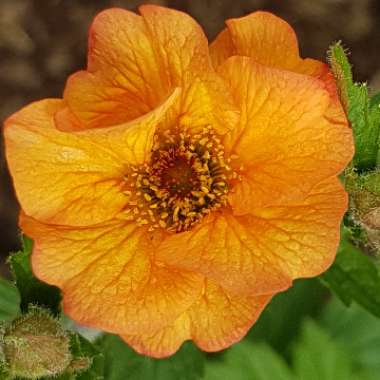 Geum coccineum 'Queen of Orange'