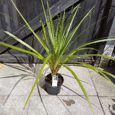 Cordyline australis