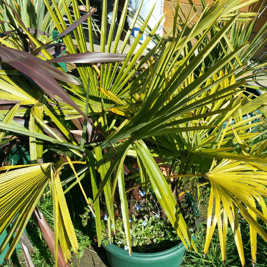 Trachycarpus fortunei syn. Chamaerops fortunei, Chamaerops excelsa