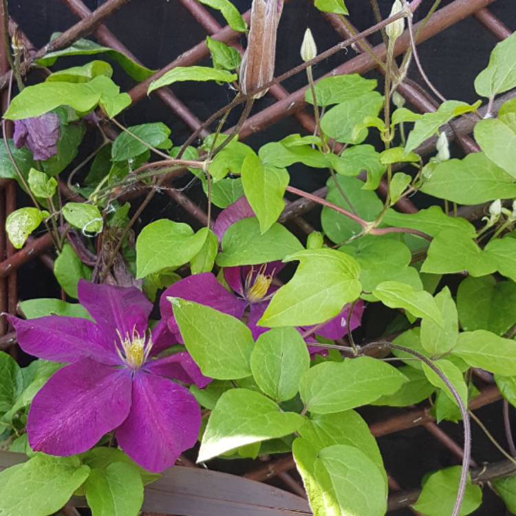 Plant image Clematis 'Voluceau'