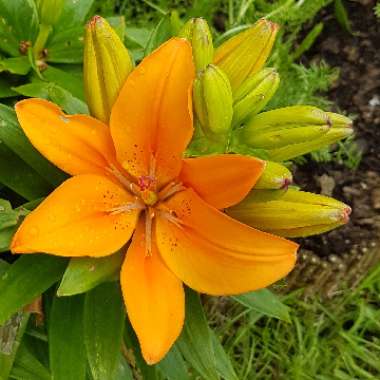 Lilium (Asiatic)