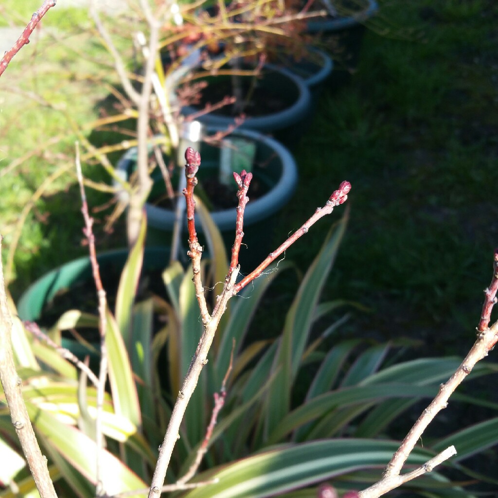 Cotinus coggygria 'Royal Purple'