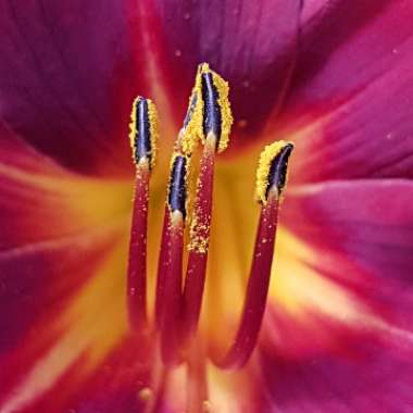 Hemerocallis 'Crimson Pirate'