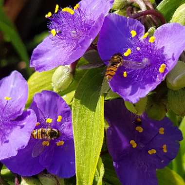 Tradescantia 'Outdoor plants'