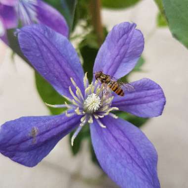 Clematis 'Arabella' (Integrifolia Group)