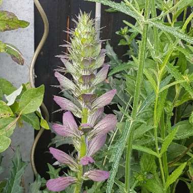 Acanthus spinosus