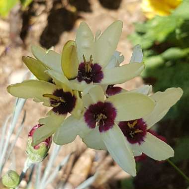 Ixia 'Hogarth'