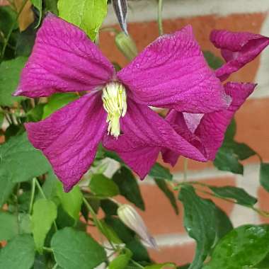 Clematis viticella 'Madame Julia Correvon'