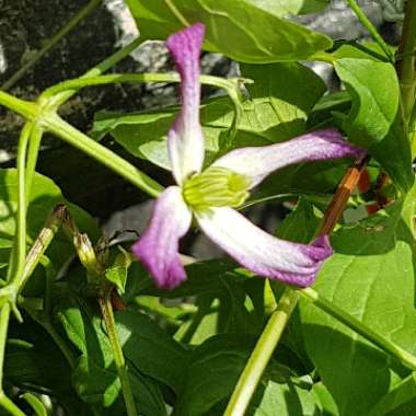 Clematis x triternata 'Rubromarginata