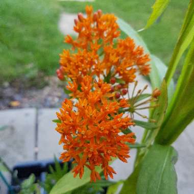 Asclepias tuberosa