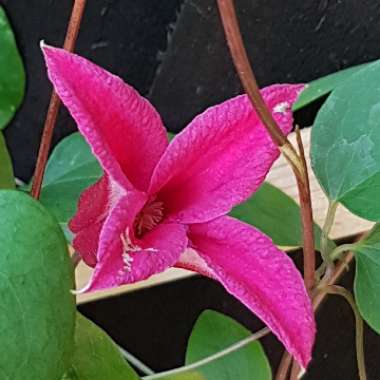 Clematis 'Princess Diana'