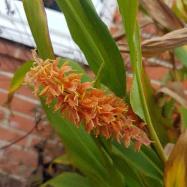 Hedychium densiflorum 'Assam Orange'