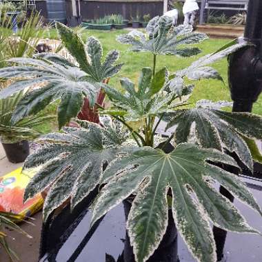 Fatsia japonica 'Spider's Web'