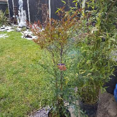 Nandina domestica