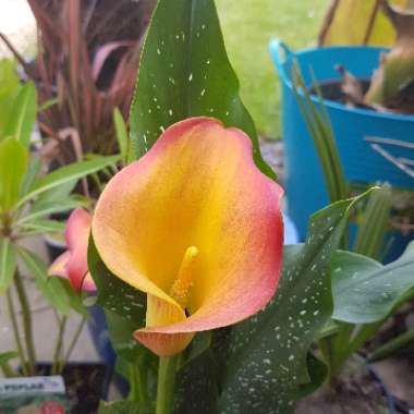 Zantedeschia 'Sunrise'