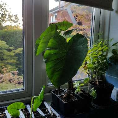 Colocasia esculenta  syn. Colocasia antiquorum