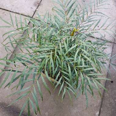 Mahonia eurybracteata subsp. ganpinensis 'Soft Caress'