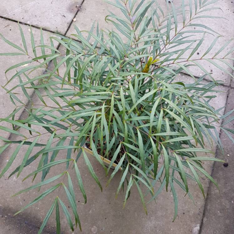 Plant image Mahonia eurybracteata subsp. ganpinensis 'Soft Caress'