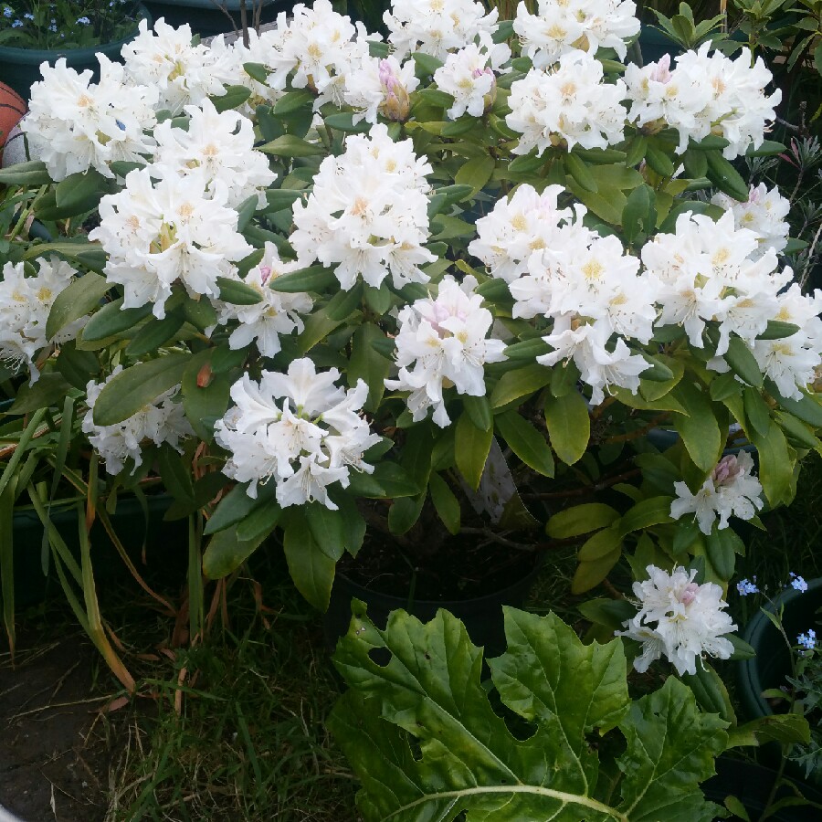 Rhododendron 'Cunninghams White'