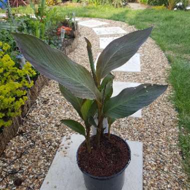 Canna 'E. Neubert' syn. Canna 'Eric Neubert'