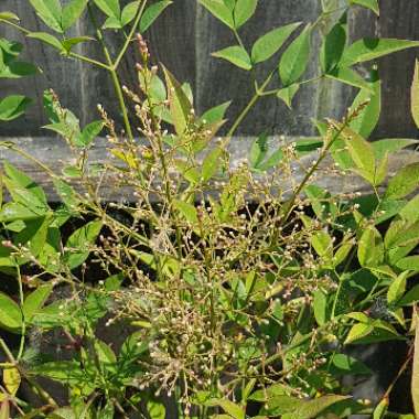 Nandina domestica