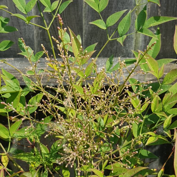 Plant image Nandina domestica