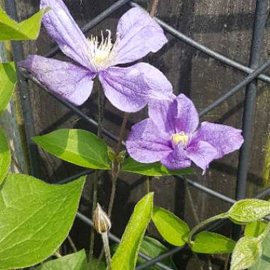 Clematis 'Arabella' (Integrifolia Group)