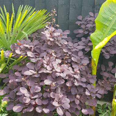 Cotinus coggygria 'Royal Purple'