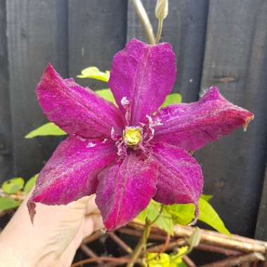 Clematis 'Voluceau'