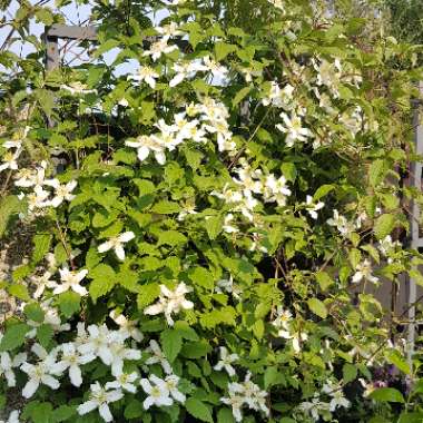 Clematis montana 'Alba'