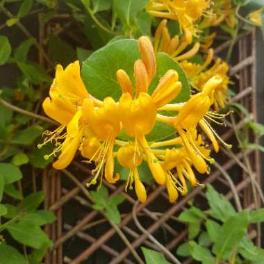 Lonicera x tellmanniana