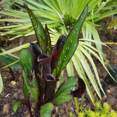 Zantedeschia rehmannii