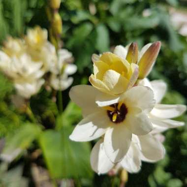 Ixia 'Hogarth'