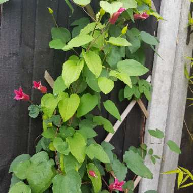 Clematis 'Princess Diana'