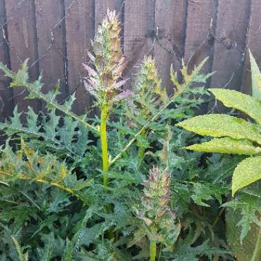 Acanthus spinosus