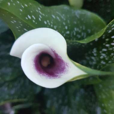 Zantedeschia elliottiana 'Picasso'