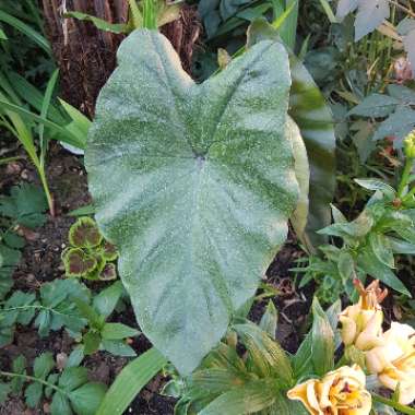 Colocasia esculenta 'Fontanesii' syn. Colocasia esculenta 'Black Stem'