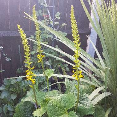 Ligularia Stenocephala