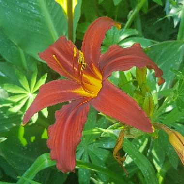 Hemerocallis 'Crimson Pirate'