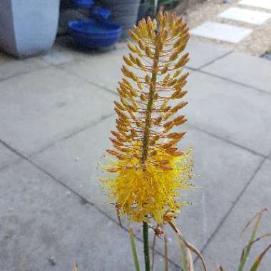 Eremurus 'Bungei'